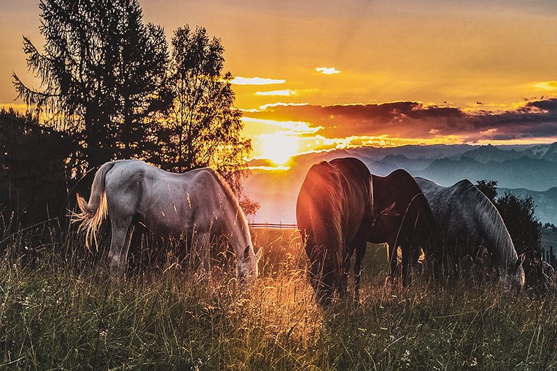 horses-golden-hour.jpg