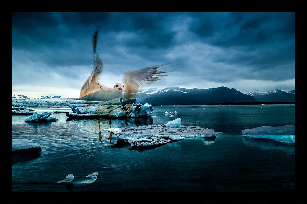 bird-frozen-lake.jpg
