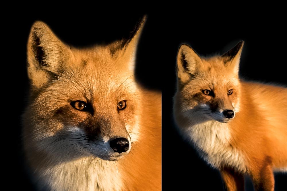 before-after-fox.jpg