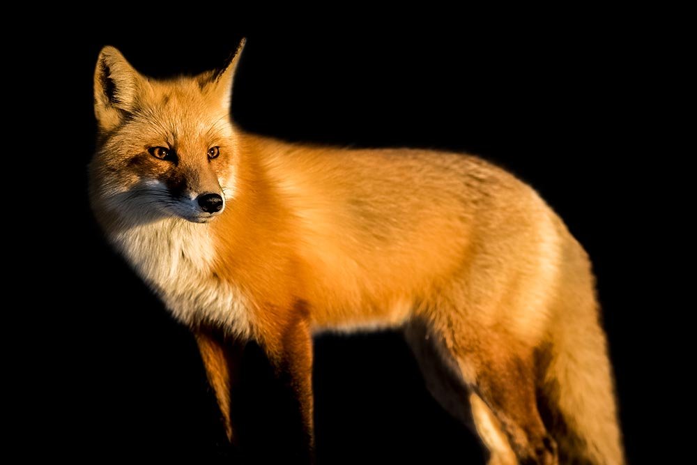 finished-fox.jpg