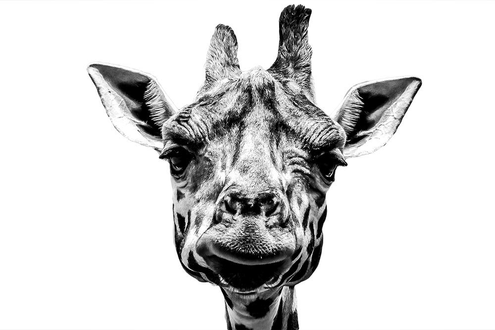 selected-pasted-giraffe-head.jpg