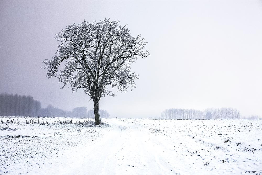 winter-tree-field.jpg