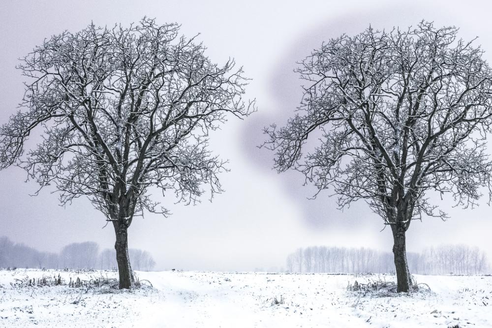 duplicate-trees.jpg