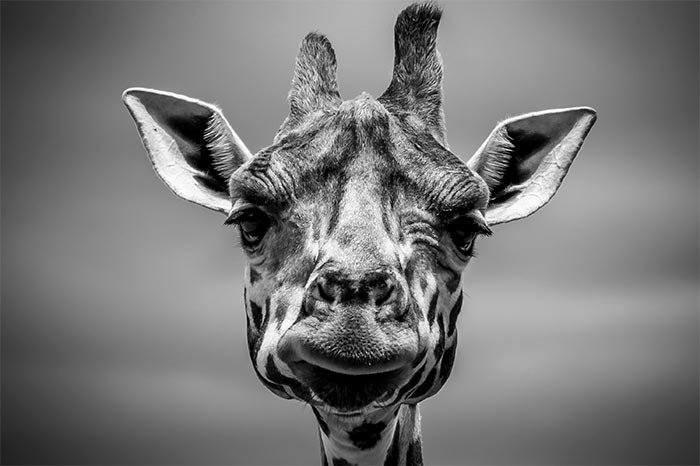 black-white-giraffe.jpg