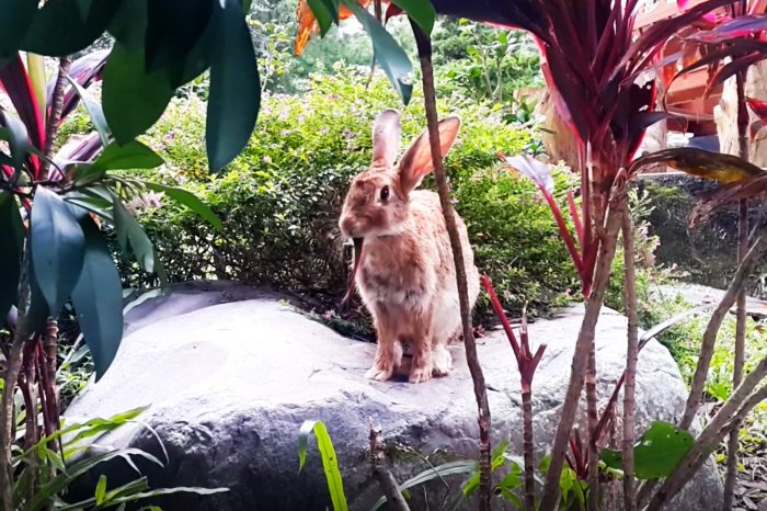 bunny-rabbit.jpg