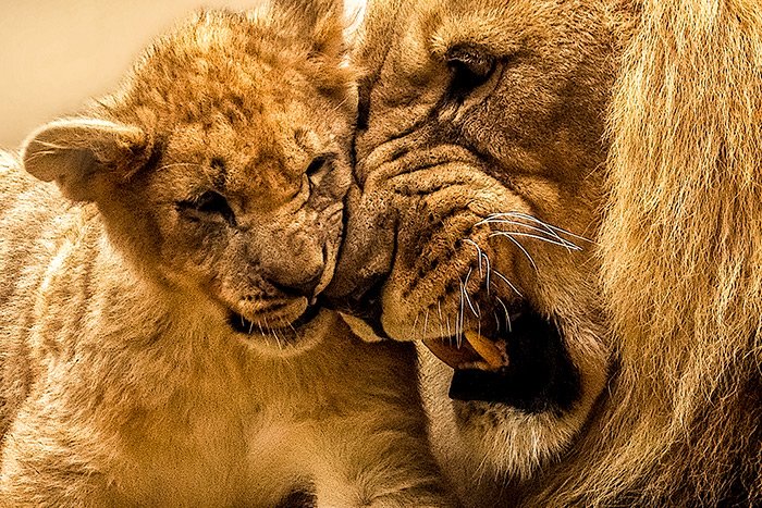 lion-cub.jpg