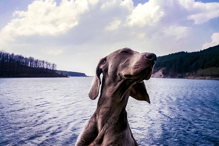 dog-lake.jpg