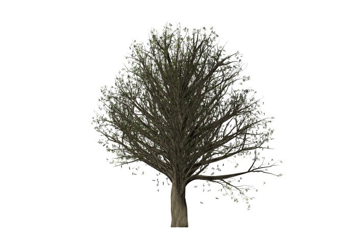 bald-oak-tree.jpg