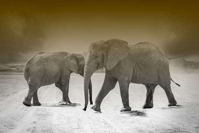 elephants-gradient.jpg