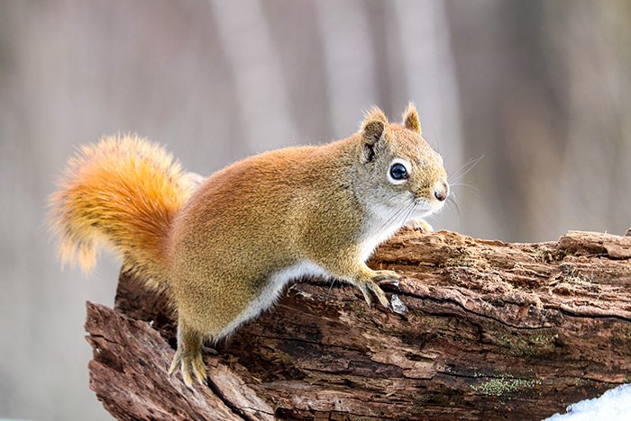 red-squirrel.jpg