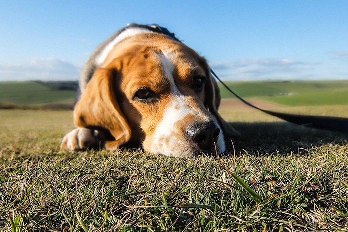 cute-beagle-puppy.jpg
