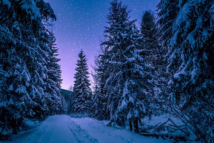night-snow-forest.jpg