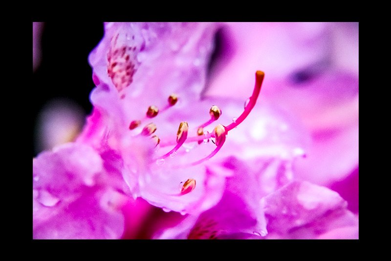 pink-flower-black-border.jpg