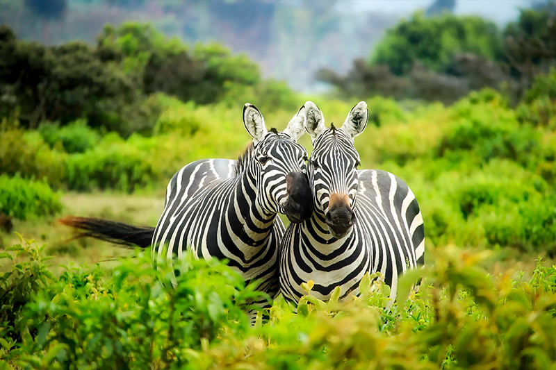 HDR Zebras